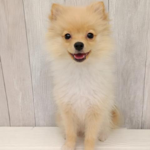 ポメラニアン