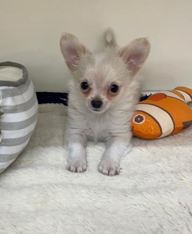 チワワ（ロングコート）