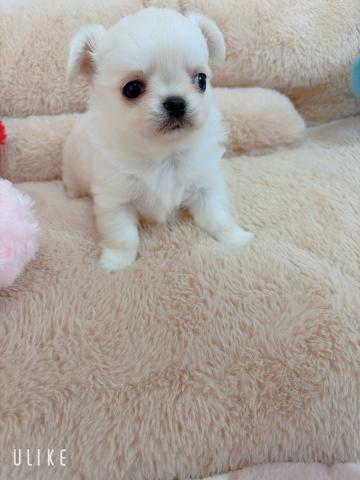 チワワ（ロングコート）