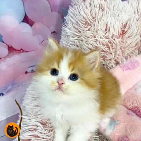 スコティッシュフォールド