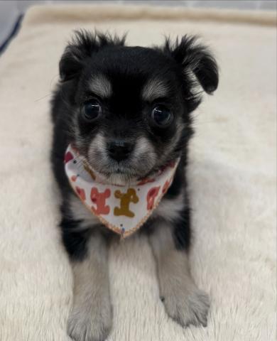 チワワ（ロングコート）