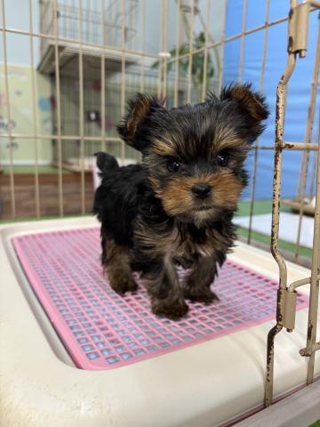 ヨークシャーテリア