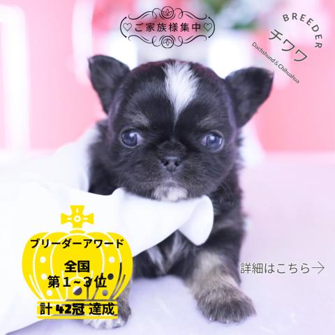 チワワ　ロング