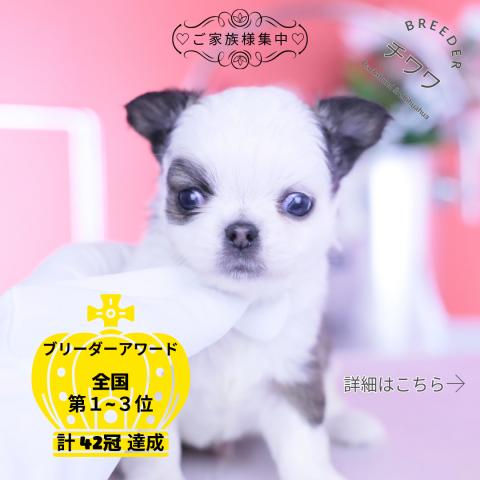 チワワ　ロング