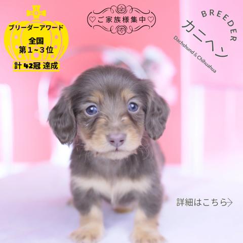 カニヘンダックスフンド　ロング