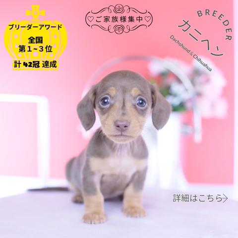 カニヘンダックスフンド　スムース