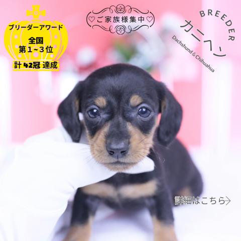 カニヘンダックスフンド　スムース