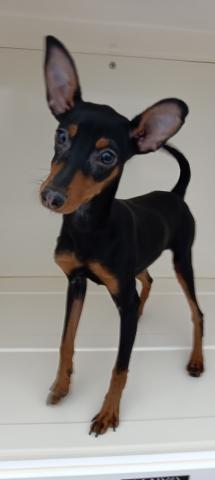 甘えん坊で遊んでアピールがたまりません💓