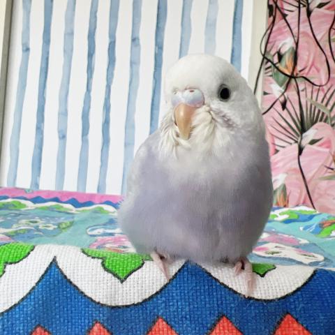 セキセイインコ　ライラック