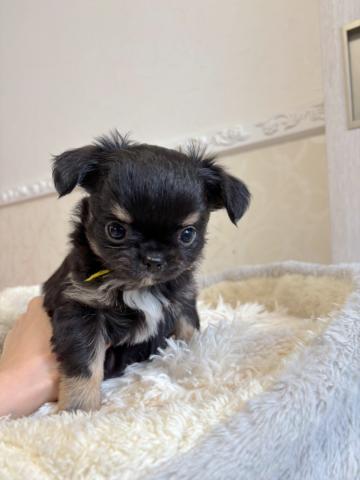 チワワ（ロングコート）