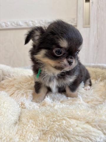 チワワ（ロングコート）