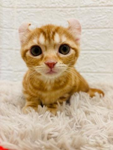 アメリカンカール