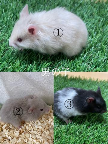 ゴールデンハムスター