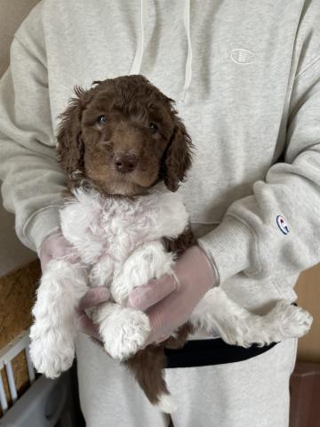 スタンダードプードル