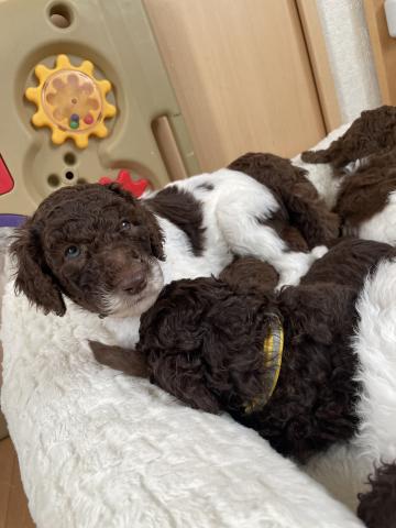 スタンダードプードル