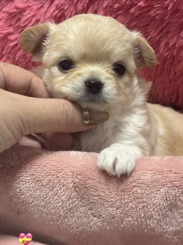 チワワ（ロングコート）