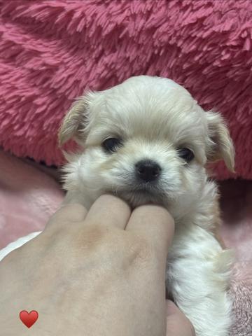 チワワ（ロングコート）