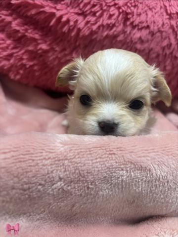 チワワ（ロングコート）