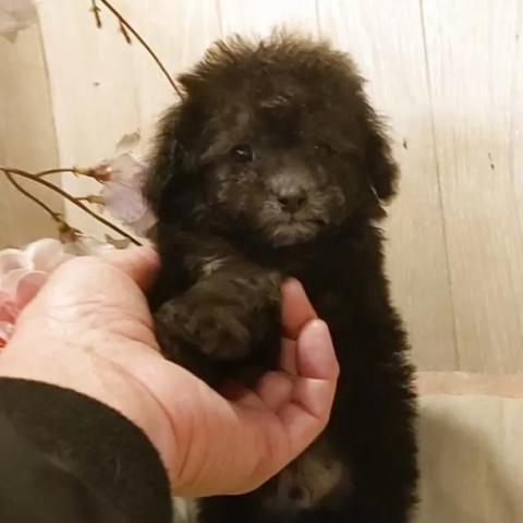 ティーカッププードル