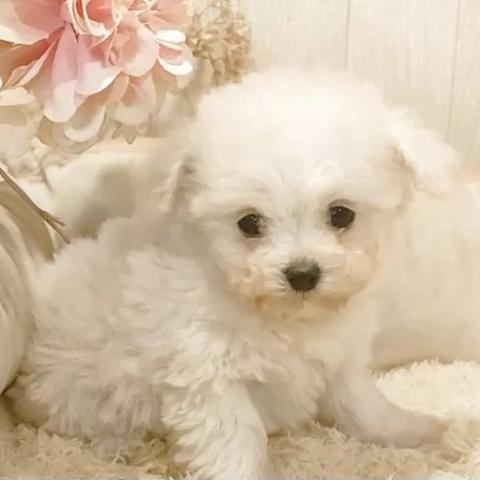 ティーカッププードル