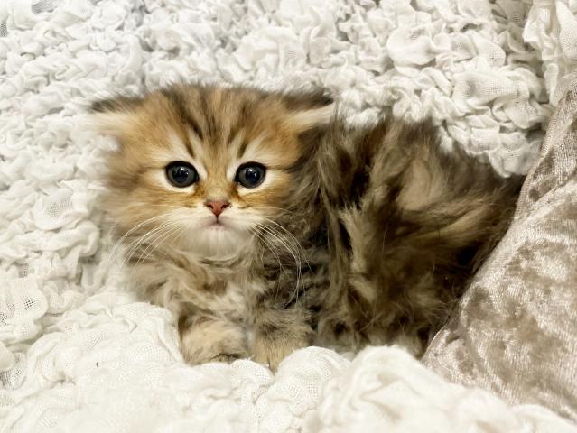 ミヌエット（旧ナポレオン）