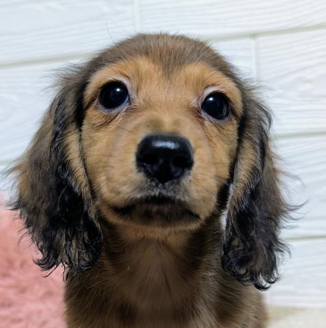 ミニチュアダックスフンド