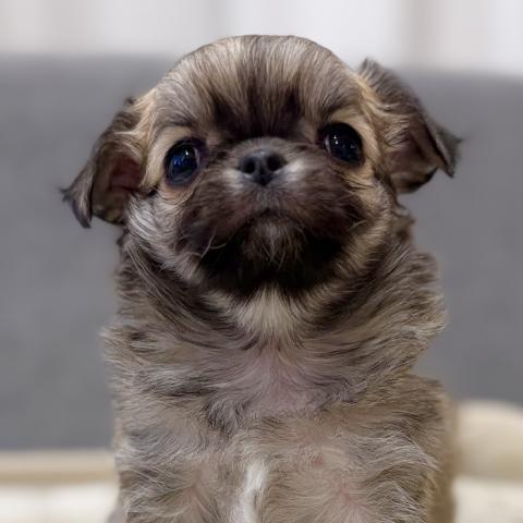 チワワ（ロングコート）