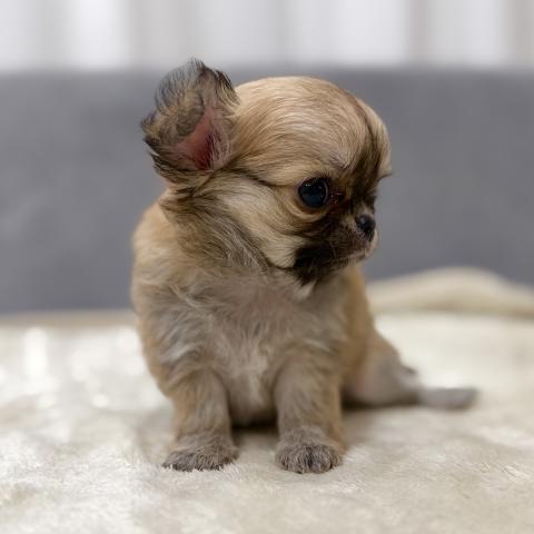 チワワ（ロングコート）