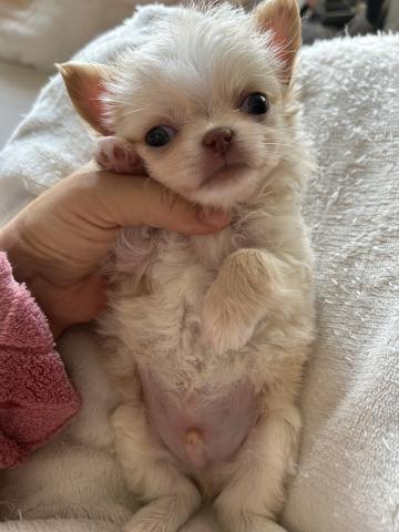 チワワ（ロングコート）