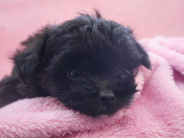 MIXチワプーちゃん🐶🎀(チワワ×トイプードル)