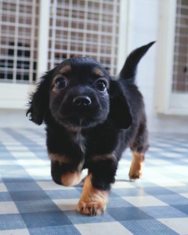 MIXチワックスくん🐶✨(チワワ×Mダックス)