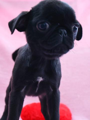パグ超元気で人懐こい女の子🐶🎀