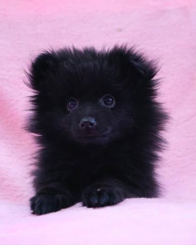 ポメラニアンフワフワで可愛い黒ポメちゃん🐶🎀