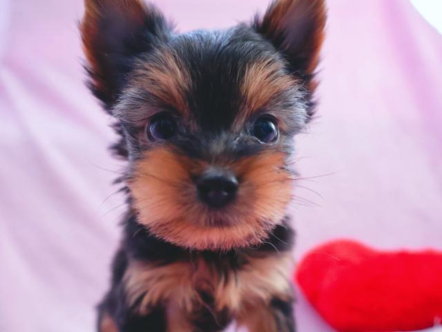 ヨークシャーテリア激カワ！小ぶりなヨーキーちゃん🐶🎀