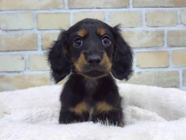 ミニチュアダックスフンド