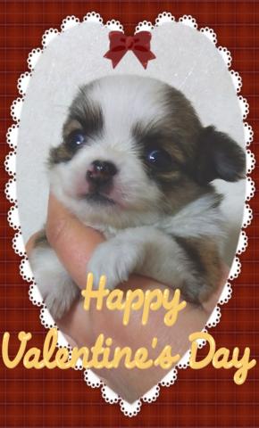 チワワ（ロングコート）