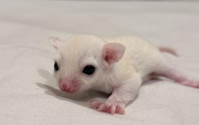 リューシスティック