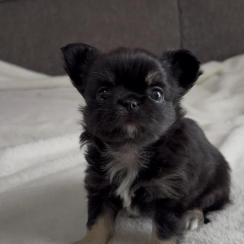 チワワ（ロングコート）