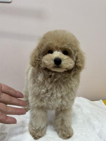 トイプードル