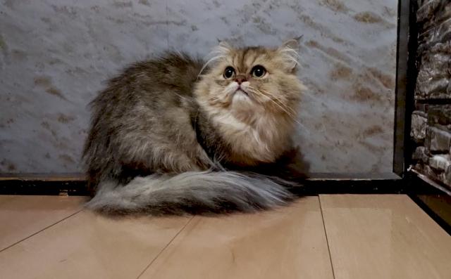 ペルシャ・ヒマラヤン