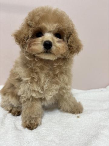 トイプードルティーカップ〜タイニーサイズ予想