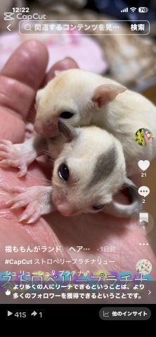 ストロベリープラチナリューシュ