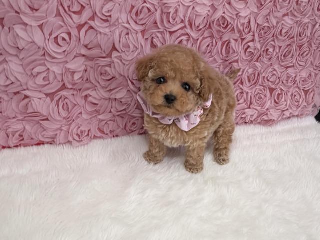 タイニープードル