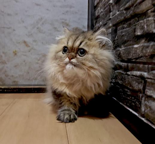 ペルシャ・ヒマラヤン