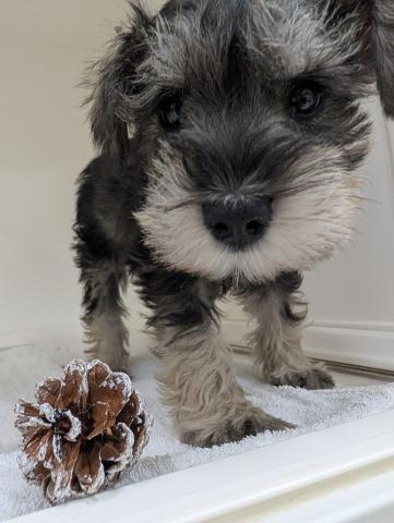 ミニチュアシュナウザー