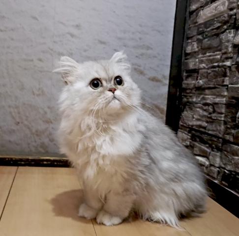 ペルシャ・ヒマラヤン