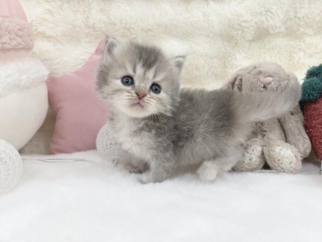 ミヌエット（旧ナポレオン）