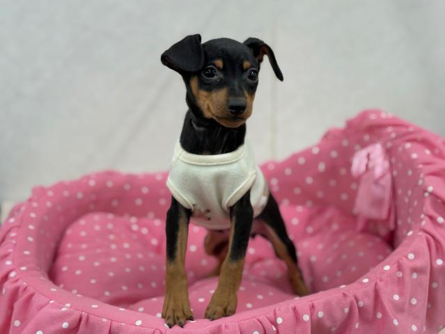 ミニチュアピンシャー