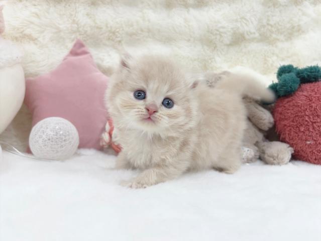 ミヌエット（旧ナポレオン）