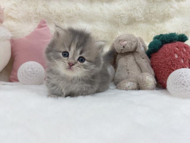 ミヌエット（旧ナポレオン）